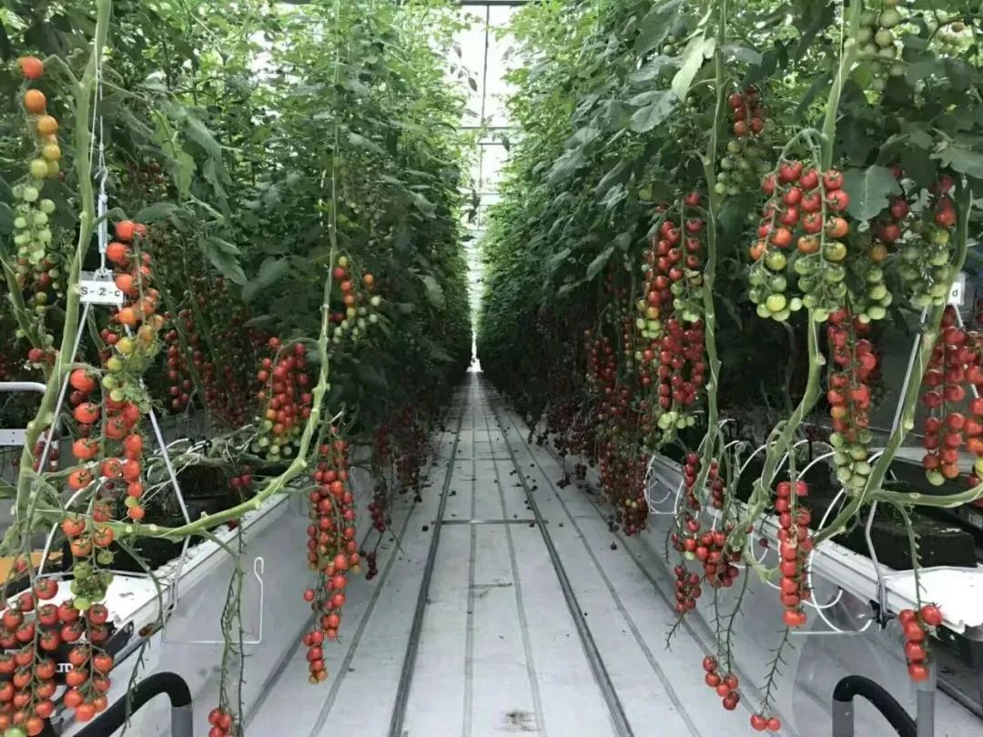 垂直农业引领粮食安全新趋势：破解粮食危机的关键技术