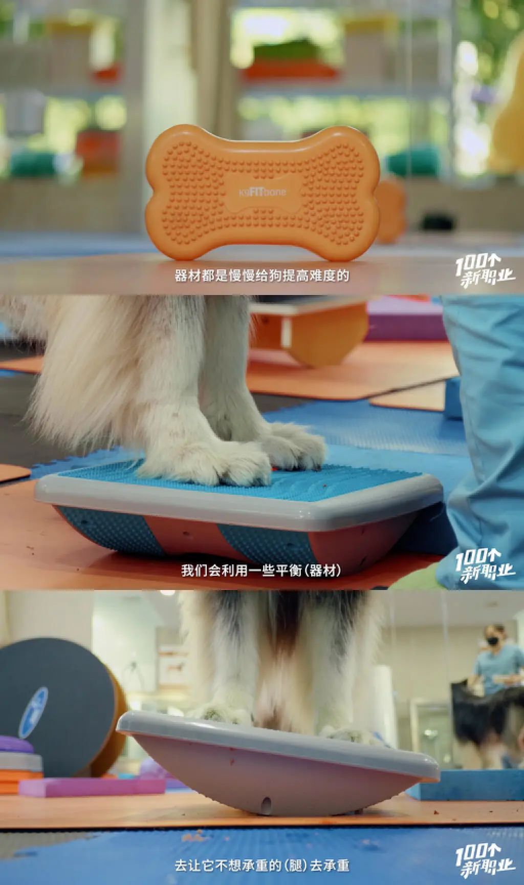 小型犬减肥秘籍：科学饮食与适量运动的完美结合