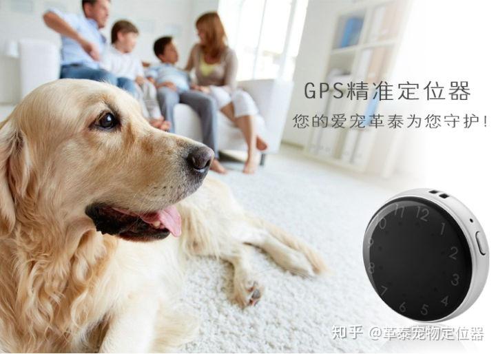 从萌宠到智能喂食器：解读蓬勃发展的宠物经济趋势