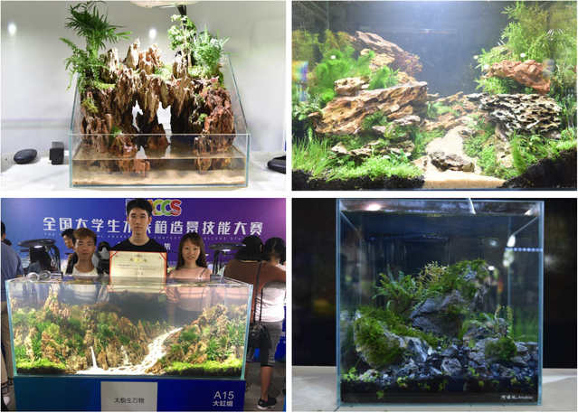 探索水族造景：构建独特海洋生态景观的全面指南