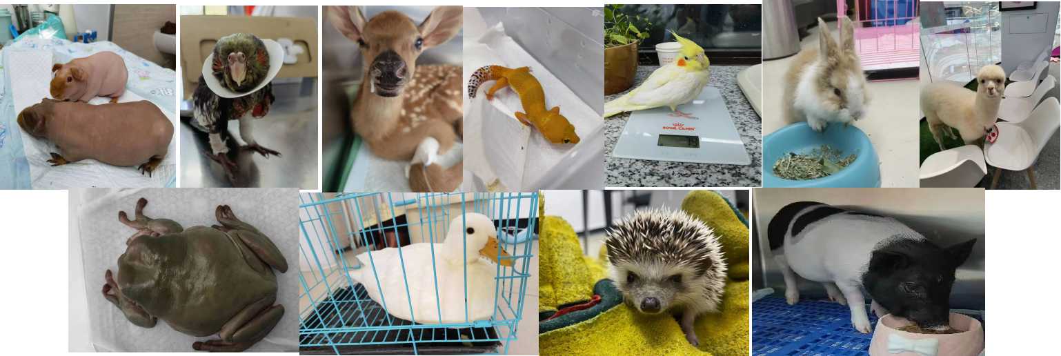 异宠饲养全解析：独特宠物的选择与养护之道