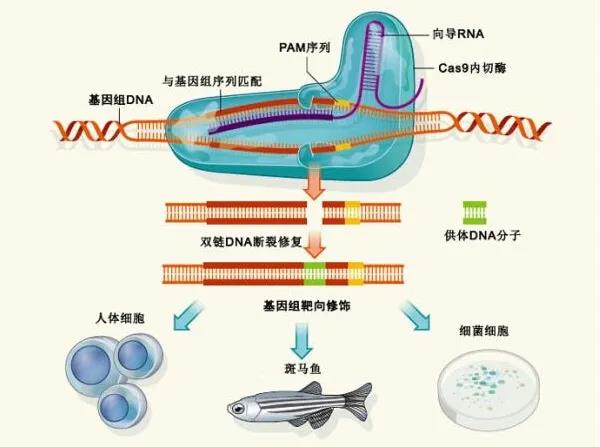 基因编辑技术：开启精准医疗新时代的钥匙