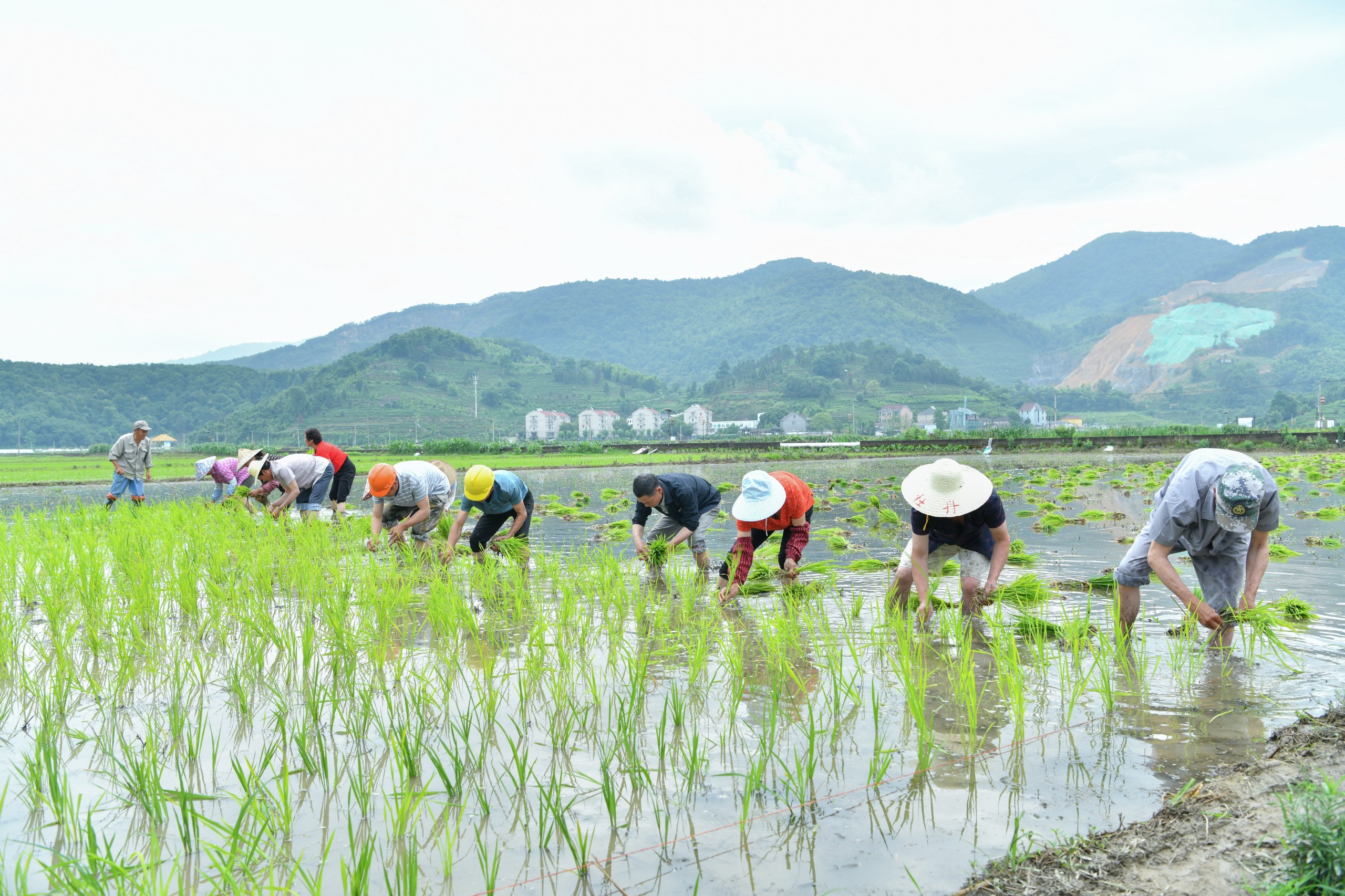 从田间到引擎：解析生物柴油的生产、优势及发展趋势