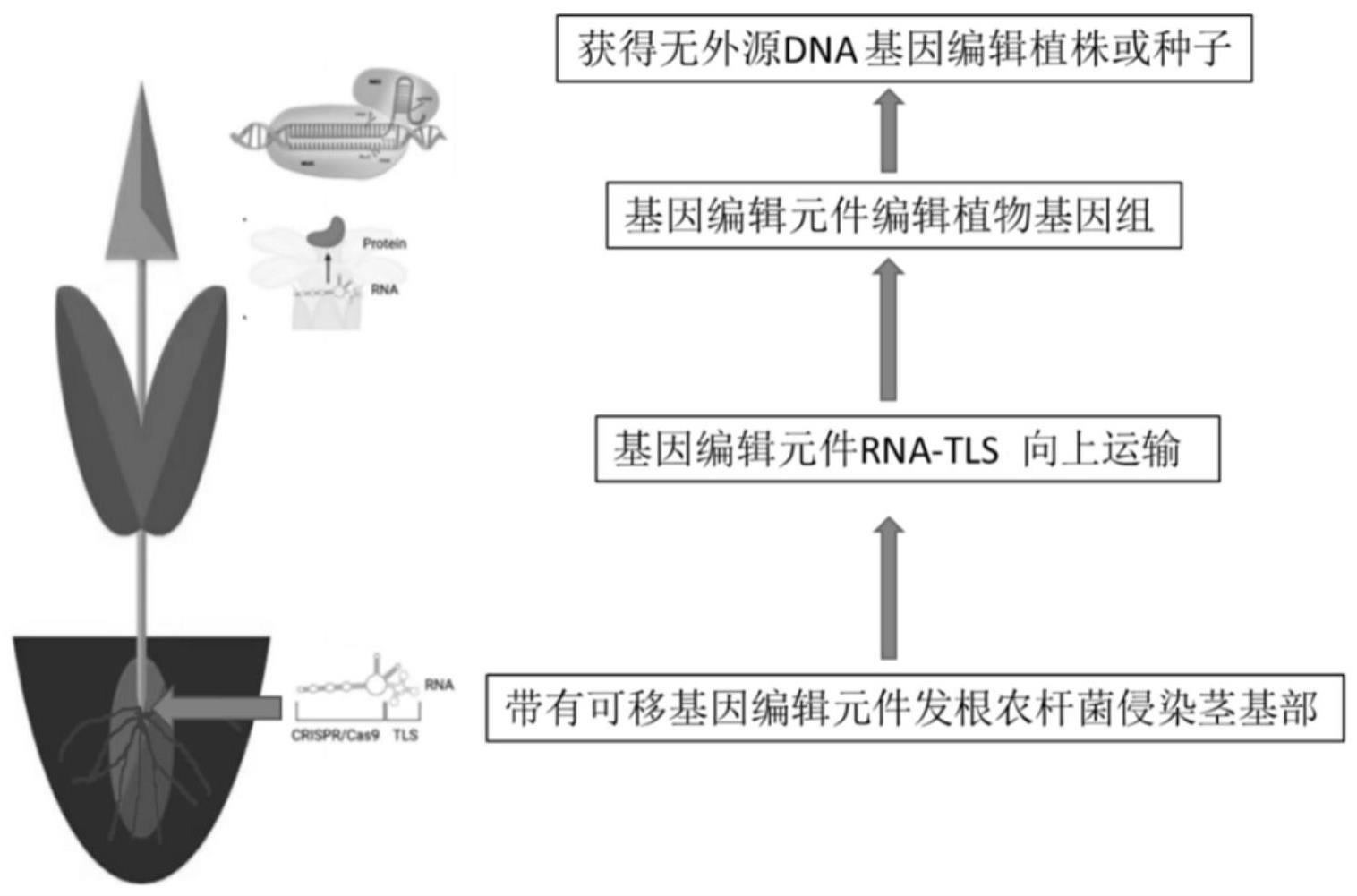 基因编辑作物：开启农业革命的新引擎