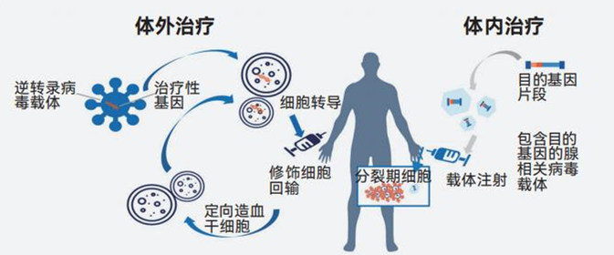 基因治疗领域新突破：精准修复遗传缺陷的未来曙光